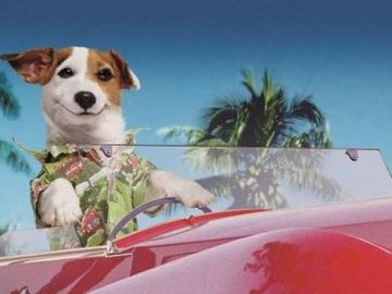 'Pancho', el perro más rico de España, tendrá su propia película 'Pancho', el perro más rico de España, tendrá su propia película